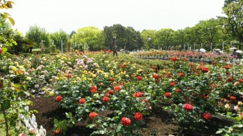 鶴舞公園　ハウディ①