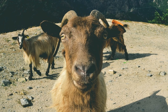 コルシカ島　野性の山羊