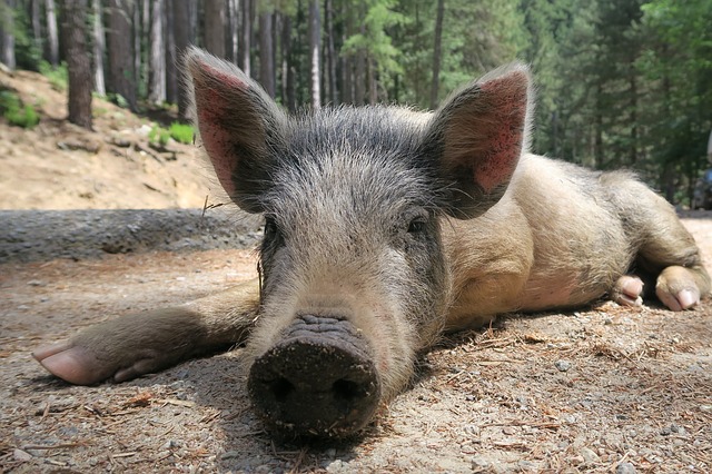 コルシカ島　野性の子豚