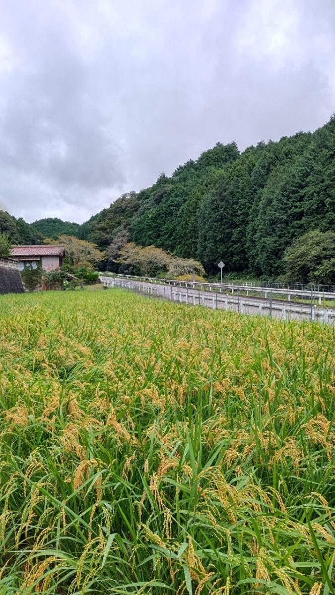 柴田酒造場_有機自社田